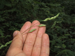 Dactylis glomerata glomerata