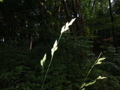 Dactylis glomerata glomerata