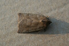 Ipimorpha retusa