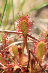 Drosera anglica