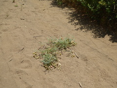 Astragalus douglasii parishii