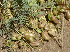 Astragalus douglasii parishii