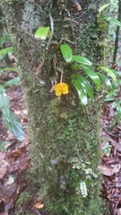 Bulbophyllum analamazoatrae image