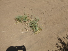 Astragalus douglasii parishii