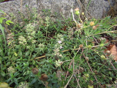 Thymus dzevanovskyi