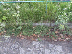 Thymus dzevanovskyi