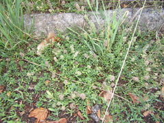Thymus dzevanovskyi