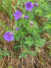 Geranium erianthum