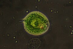 Phacus orbicularis