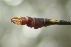 Scalmogomphus bistrigatus