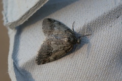 Tephronia lhommaria
