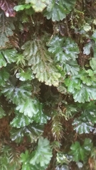 Hymenophyton
