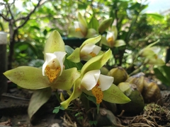 Lycaste deppei