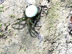 Aoaraneus pentagrammicus