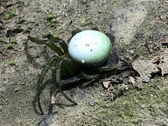 Aoaraneus pentagrammicus