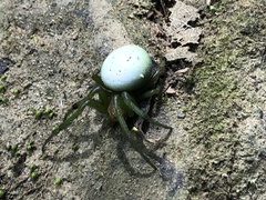 Aoaraneus pentagrammicus