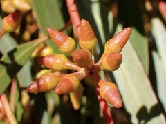 Eucalyptus oleosa