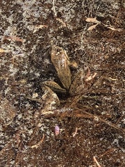 Rana cascadae