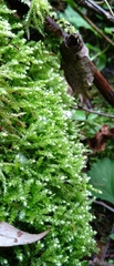 Eurhynchium angustirete