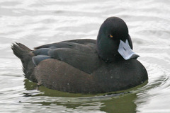 Aythya novaeseelandiae