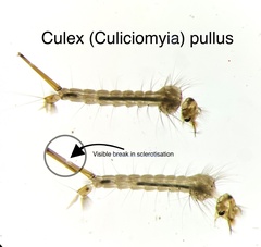 Culex pullus