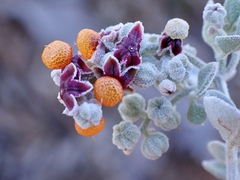 Chenopodium curvispicatum