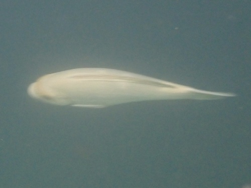Girella nigricans