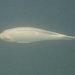 Girella nigricans
