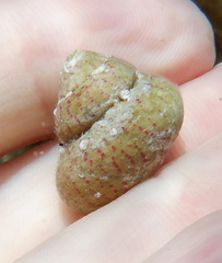 Steromphala divaricata