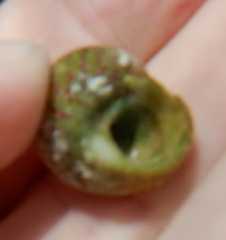 Steromphala divaricata