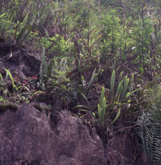 Pyrrosia subfurfuracea