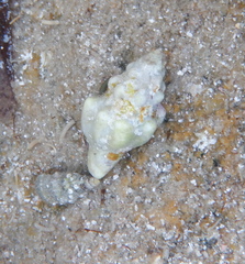 Tarantinaea lignaria