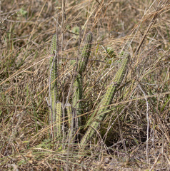 Cleistocactus samaipatanus
