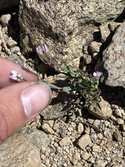Arabis platysperma var. howellii