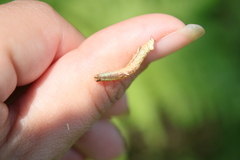 Notodonta dromedarius