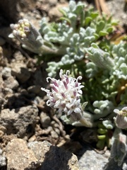 Chaenactis douglasii alpina