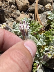 Chaenactis douglasii alpina