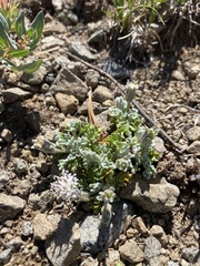 Chaenactis douglasii alpina