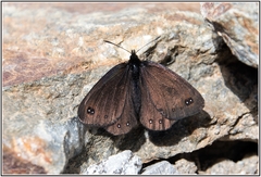Erebia pluto