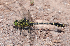 Onychogomphus forcipatus