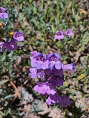 Penstemon azureus
