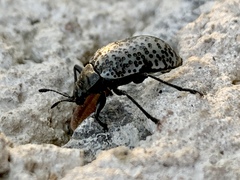Cypherotylus californicus