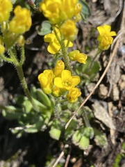 Draba lemmonii