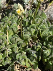Draba lemmonii