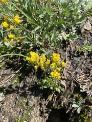 Draba lemmonii