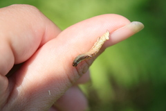 Notodonta dromedarius