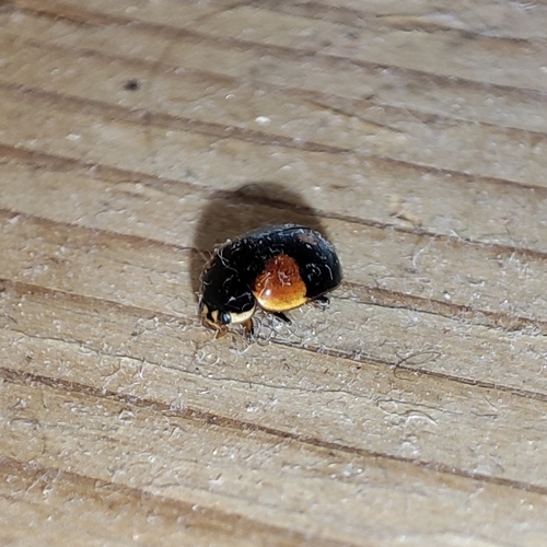 Two-spotted lady beetle