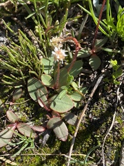 Micranthes aprica