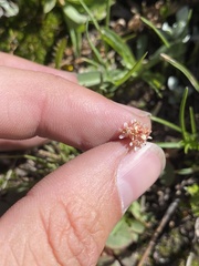 Micranthes aprica