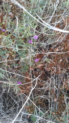 Glycine rubiginosa